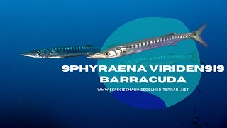 Sphyraena Viridensis  Barracudes [upl. by Letta]