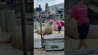 Dolfinarium Video3 Harderwijk Netherlands [upl. by Knowland]