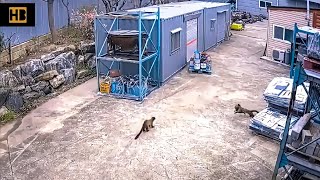 Weasel Hunting Cat with the Help of Partner Weasel vs Cat WeaselAttack AnimalAttack Weasel [upl. by Fryd408]