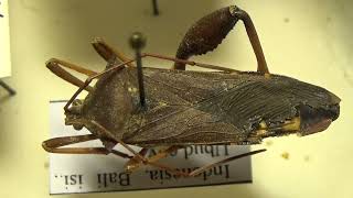 Unusual Tropical bugs from Indonesia Hemiptera family Pentatomidae amp Coreidae Insects Collection [upl. by Zea]