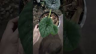 Alocasia melo badak alocasia plants aesthetic live garden shorts trending foryou fyp funny [upl. by Ardith381]