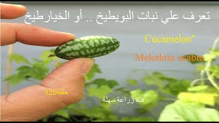 تعرف على نبات البويطيخأو الخيارطيخ CucamelonMelothria scabraquot [upl. by Ayeka]