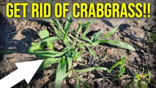 Early Summer Crabgrass Control [upl. by Akitnahs]