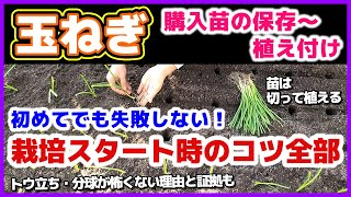 【玉ねぎ栽培完全ガイド】トウ立ち・分球が怖くない理由！苗を切って植え付けると利点がいっぱい／マルチ無しでも大丈夫／購入苗の定植までの保存方法／土作り・大事な土壌酸度調整・植え方・水やり／玉葱・タマネギ [upl. by Ellehsal104]