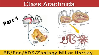 Class Arachnidaform and functiondetail lecture [upl. by Ruth]