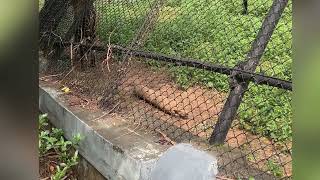 Aggressive Animals Activity in vandalur zoo park zoo vandalurzoo tiger whitetiger trending vir [upl. by Jillie]