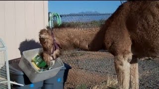 Camels really hate bins [upl. by Finella517]