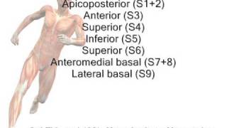 Bronchopulmonary Segments of the Left Lung mnemonic [upl. by Essy889]