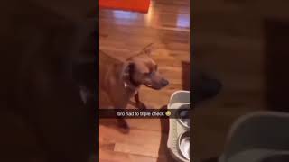 😂 prank meme pov dog funny [upl. by Iddo]