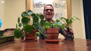 Propagating Pilea Peperomioides  Chinese Money Plant [upl. by Yanahs]