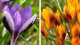 How to Plant LargeFlowering Crocus Spring Garden Guide [upl. by Eirdua277]