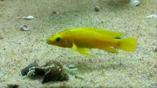 Neolamprologus leleupi Kabogo spawn rare capture  PISCES [upl. by Felicle]