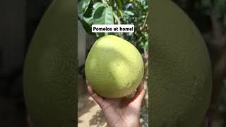 Pomelos at Home provincelife shortvideo fruit buhayprobinsya [upl. by Siuqaj]