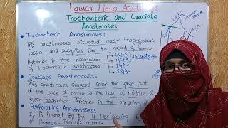 Trochanteric and Cruciate anastomoses of lower limb  perforating anastomoses  Lower limb anatomy [upl. by Isabea]