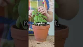 Top Tips To Control Insects at Home insects fyp homeworklance shorts insectsolution [upl. by Zolnay77]