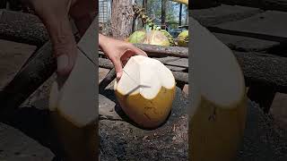 36 coconut satisfying coconutskills cuttingskills satisfying fruit fruitcutting food [upl. by Bradski]