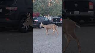 Urban Deer Hunting with a Glock killshots deerseason [upl. by Amabelle355]