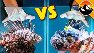 STUNG Twice  Scorpion Fish vs Lionfish [upl. by Uttica697]