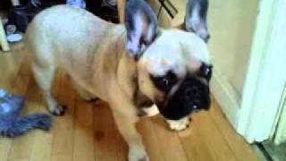 French Bulldog Head Tremor [upl. by Coheman]