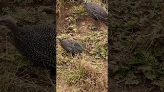 Guinea fowl spotted africanbirds birds 2024 [upl. by Lanette]