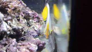 Chaetodon trifasciatus and C melapterus eating Repashy Spawn amp Grow [upl. by Oznerol]