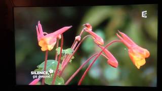 Tropaeolum tuberosum [upl. by Frendel]