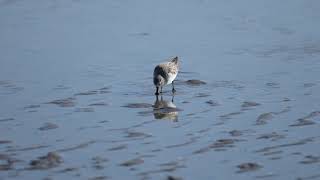 Spoonbilled Sandpiper 琵嘴鷸 20240113 Hsinchu Taiwan 新竹香山 [upl. by Greenlee48]