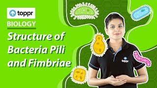 Structure of BacteriaPili and Fimbriae  Biological classification  Class 11 Biology [upl. by Fogarty]