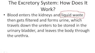 Understanding the Excretory System [upl. by Yerocaj]