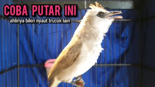 trucukan gacor ROPEL PANJANG buat pancingan trucukan agar bunyi JADIKAN burung trucuk gacor SEKETIKA [upl. by Ardeahp]