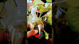 Money plant arrangements in small bottle decoration shortsviral diy gardendecor 🪴🪴 [upl. by Rusell]