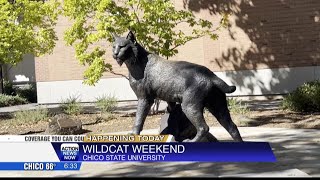 Chico State Wildcat Weekend [upl. by Bradski142]