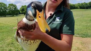 MSU Tollgate Farm Ducks [upl. by Drue]