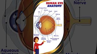 Human Eye Anatomy  Parts of Human Eye humaneye anatomy eyeanatomy [upl. by Melva966]