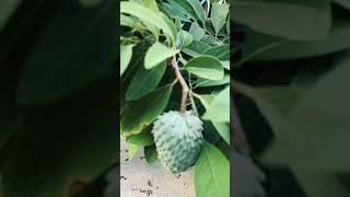 Cherimoya growing in California September 2024 [upl. by Yoong]