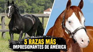 BELLEZA VELOCIDAD Y FUERZA ¡Las 5 Razas de Caballos Más Impresionantes de América caballos [upl. by Habas]