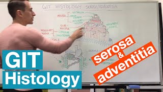 Serosa and Adventitia  GIT Histology [upl. by Neom223]