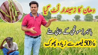 Empty grains issue in hybrid rice panicles  Reason behind low paddy grains yield Abid Ali Agrarian [upl. by Baxy]