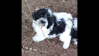 Trained Australian Labradoodle Puppies [upl. by Sammy]