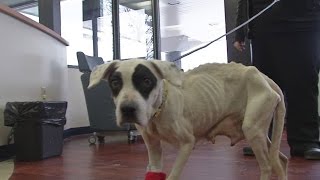 Ruby the severely emaciated dog rescued in Scioto Co dies [upl. by Amling]