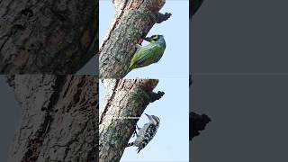 Coppersmith Barbet and Brown capped pygmy woodpecker working on the same nest hole birdvideos bird [upl. by Stu]