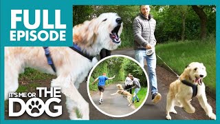 Lurcher is Completely Uncontrollable when Walking😬  Full Episode  Its Me or the Dog [upl. by Sorrows]