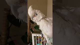 Sleepy 😴 Goffin Cockatoo [upl. by Aticnemrac]