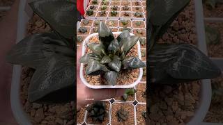 Haworthia Correcta Kejin Variegated haworthia plants garden [upl. by Babbette381]