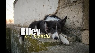 Riley Border Collie Puppy 67 months [upl. by Cantu942]