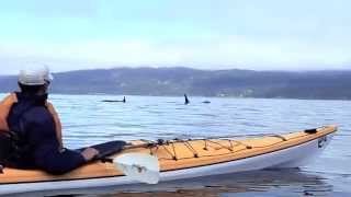 Whale Watching Orca Camp Tour Close Encounters  Vancouver Island  BC [upl. by Gris]