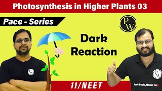 Photosynthesis in Higher Plants 03  Dark reaction  Class 11  Pace series [upl. by Aerdnahs814]