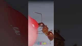 How do ants find their way to sweets I Ants I Sirpigal IAS Academy [upl. by Jeniece316]