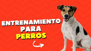 Entrenamiento básico para perros Ordenes escenciales [upl. by Freud520]