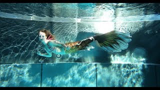 Trainingseinheit mit der honigfarbenen Flosse Honey Betta Mermaid tail [upl. by Yerd]